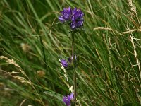Campanula cervicaria 1, Saxifraga-Dirk Hilbers